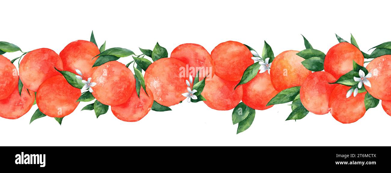 Orange fruits Border. Illustration aquarelle dessinée à la main branches d'agrumes sur fond isolé blanc. Dessin avec des mandarines et de la clémentine pour la nourriture Banque D'Images