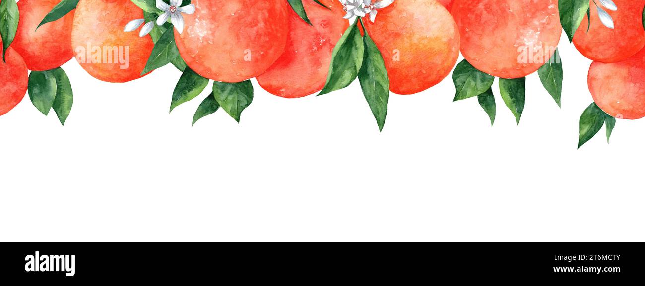 Orange fruits Border. Illustration aquarelle dessinée à la main branches d'agrumes sur fond isolé blanc. Dessin avec des mandarines et de la clémentine pour la nourriture Banque D'Images