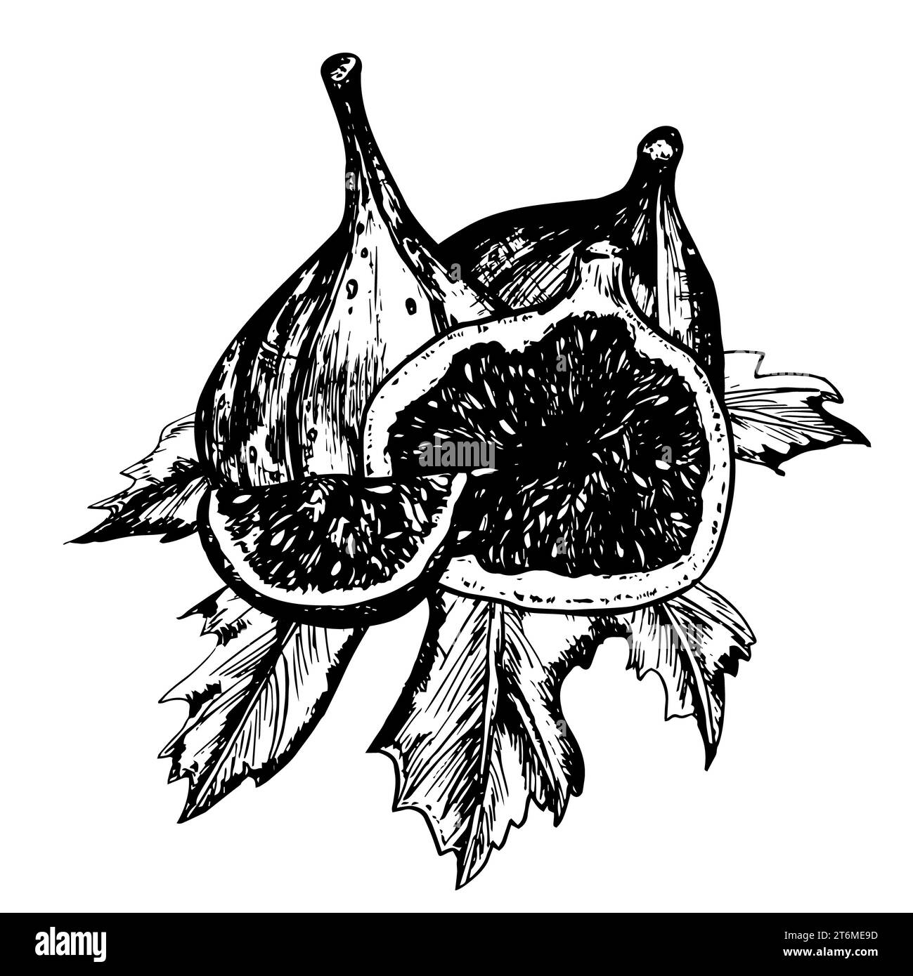 Illustration à l'encre noire et blanche dessinée à la main. Fruit de figue frais et mûr et tranches sur la feuille. Illustration vectorielle. Banque D'Images Illustration à l'encre noire et blanche dessinée à la main. Fruit de figue frais et mûr et tranches sur la feuille. Illustration vectorielle. Banque D'Images