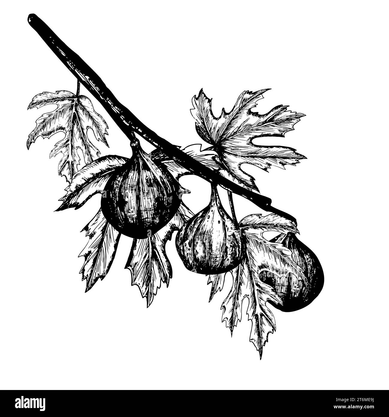 Illustration à l'encre noire et blanche dessinée à la main. Une branche de figues fraîches et mûres et de feuilles. Illustration vectorielle Banque D'Images Illustration à l'encre noire et blanche dessinée à la main. Une branche de figues fraîches et mûres et de feuilles. Illustration vectorielle Banque D'Images