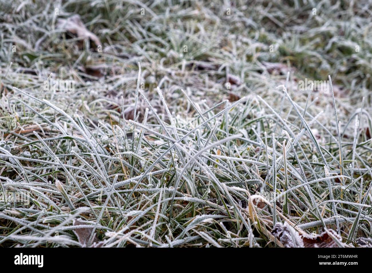 paysage hivernal de conte de fées, hoarfrost sur le sol herbeux, hoarfrost sur les plantes Banque D'Images