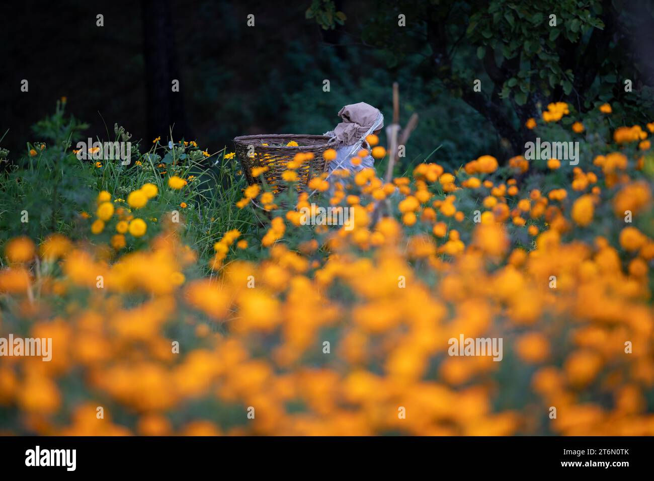 Fleurs de Marigold pour le festival de Tihar. Banque D'Images