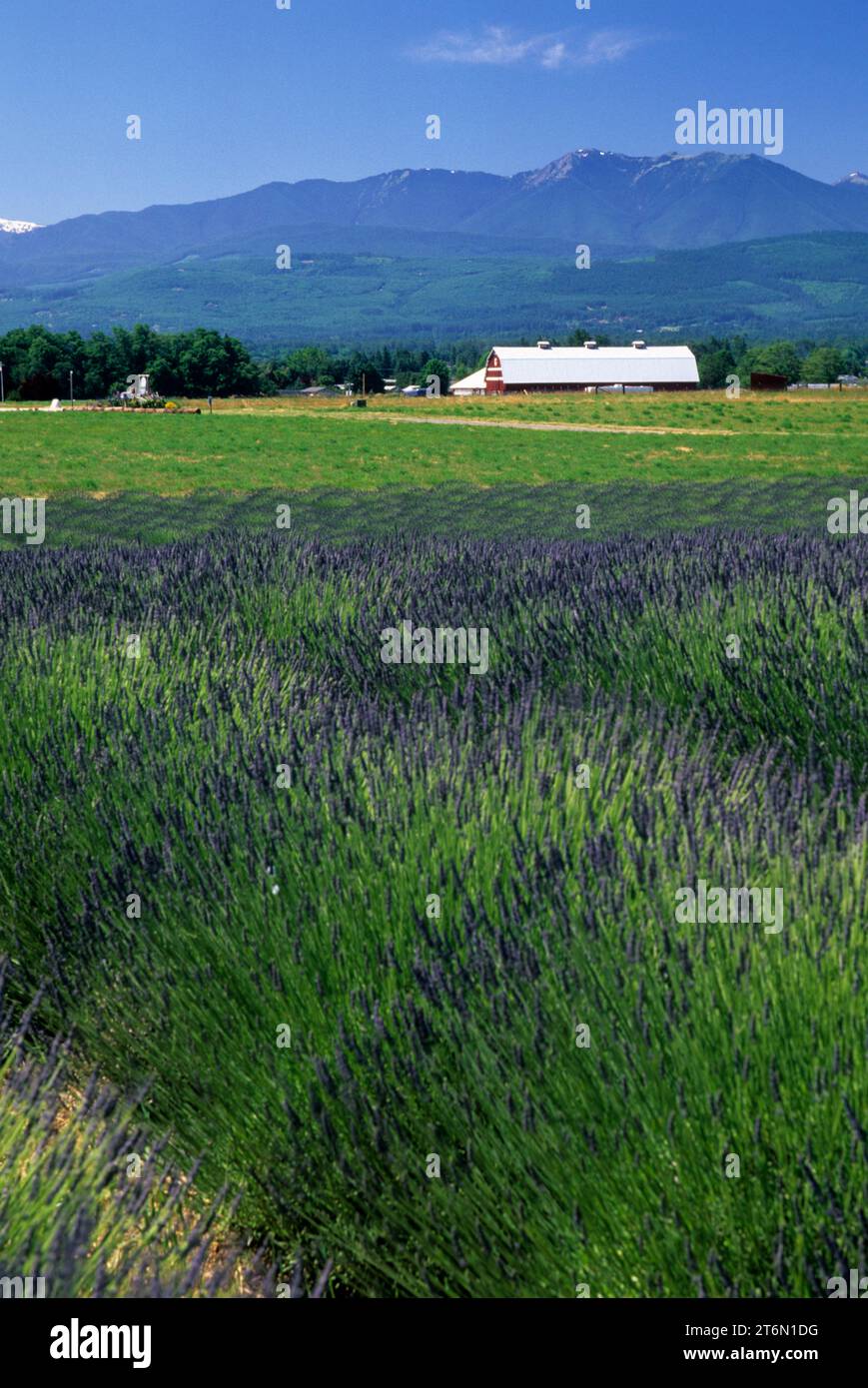 Ferme de lavande, le jardin de coupe, Clallam County, Washington Banque D'Images