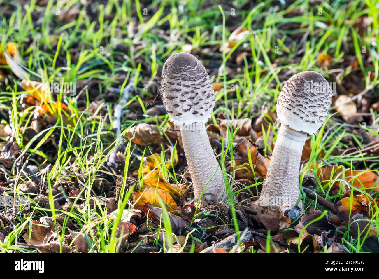 Une paire de champignons parasols, Macrolepiota procera, Norfolk. Banque D'Images