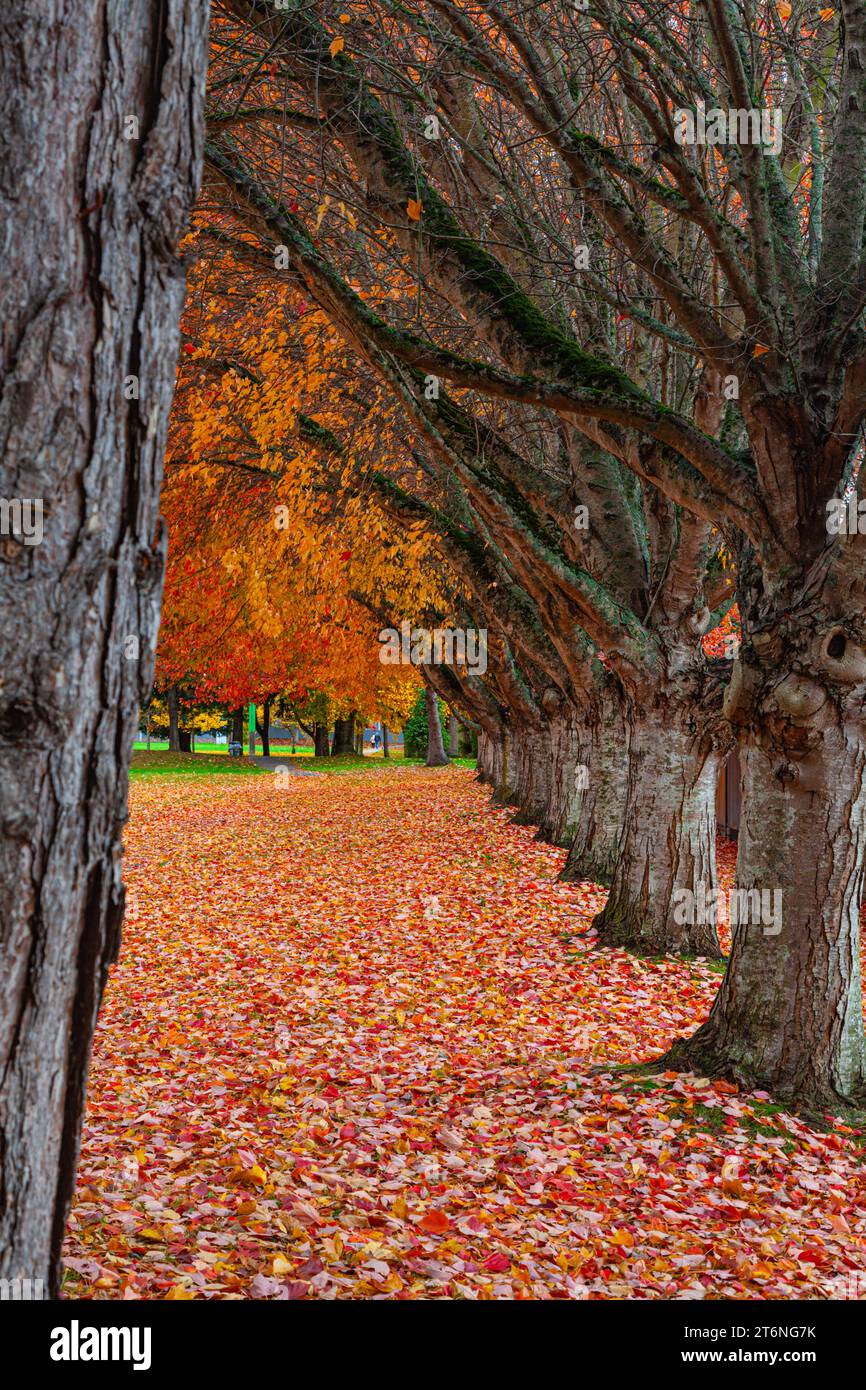 Scène d'automne dans un parc Steveston Colombie-Britannique Canada Banque D'Images