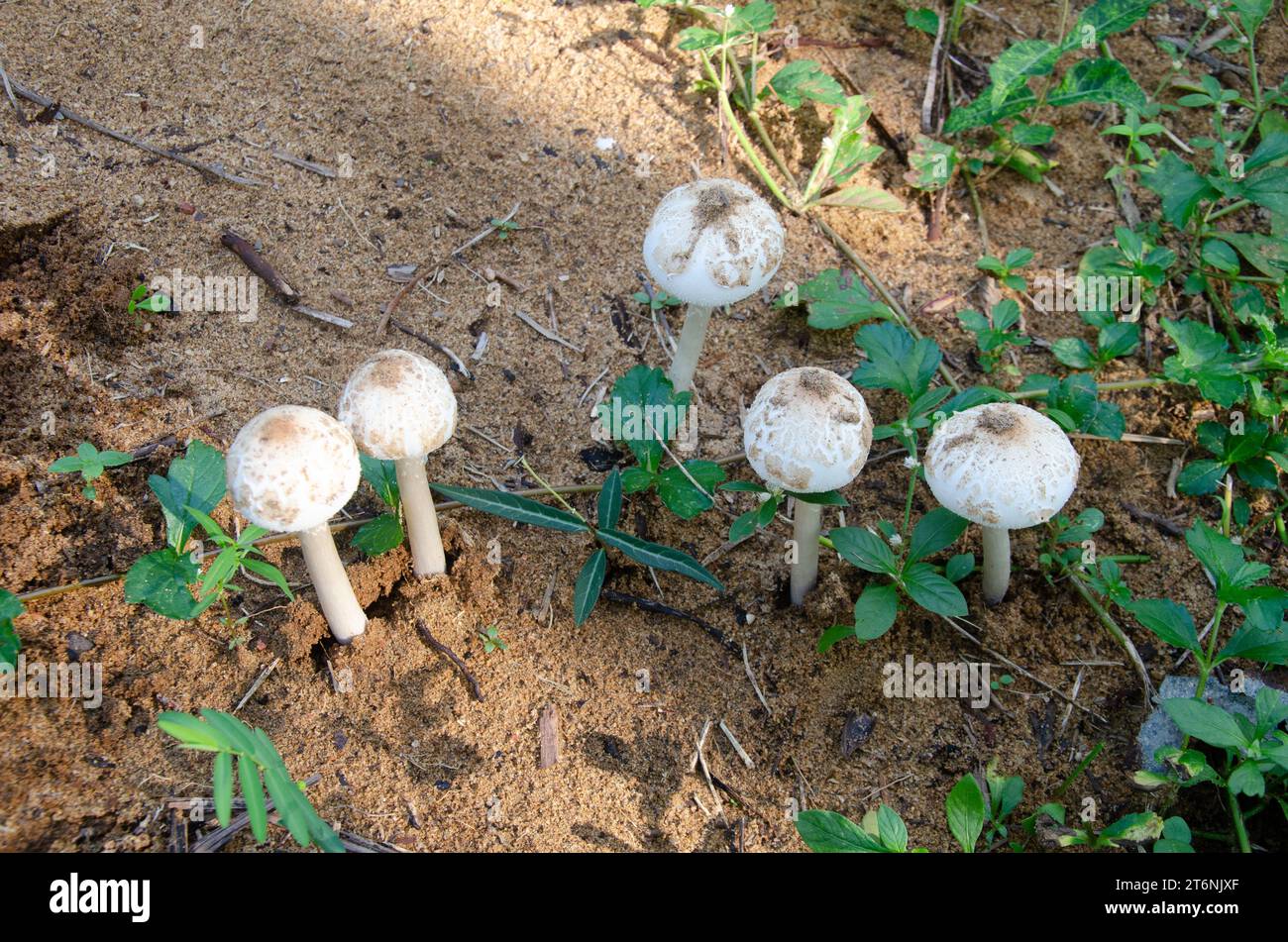 Chlorophyllum molybdites (ventre du monde) champignons Banque D'Images