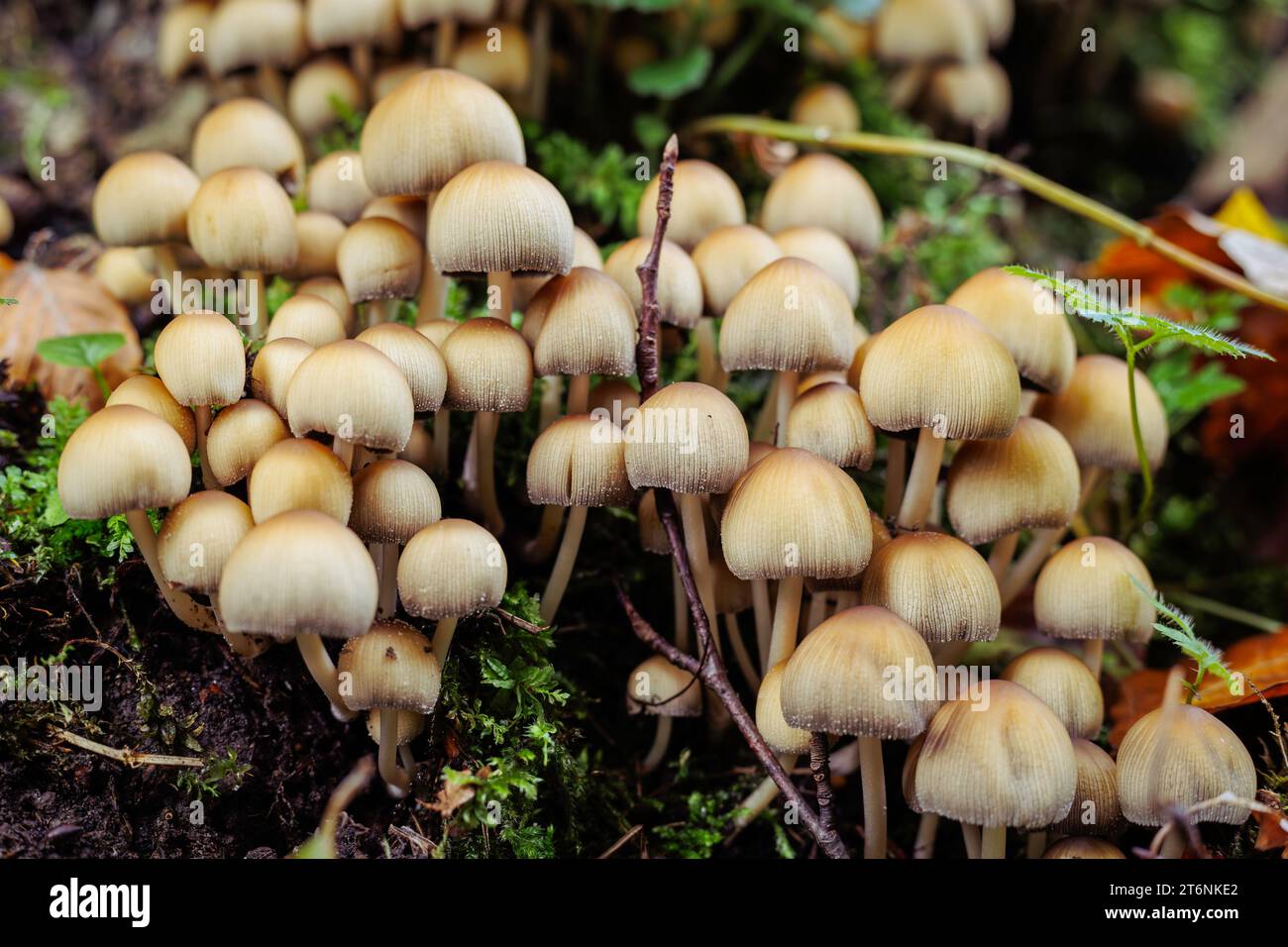 Champignons dans la forêt, également connus sous le nom de calotte de fée, Coprinellus disseminatus, en automne Banque D'Images Champignons dans la forêt, également connus sous le nom de calotte de fée, Coprinellus disseminatus, en automne Banque D'Images