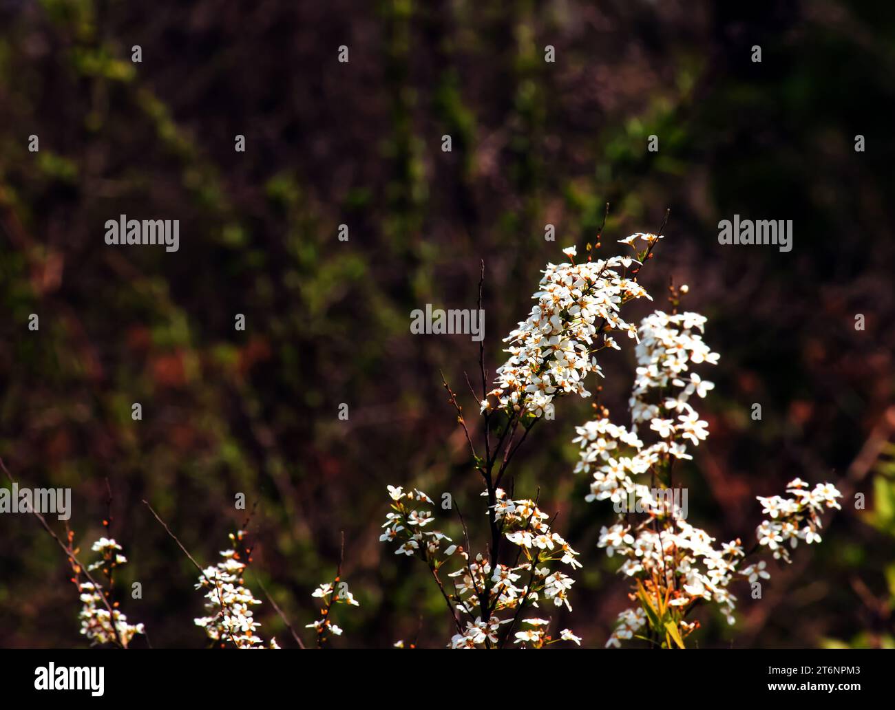 Thunbergii eadowsweet ou Spiraea thunbergii fleurs. Arbuste caduque Rosaceae. De mars à mai, de petites fleurs blanches à 5 pétales sont posées sur le Who Banque D'Images