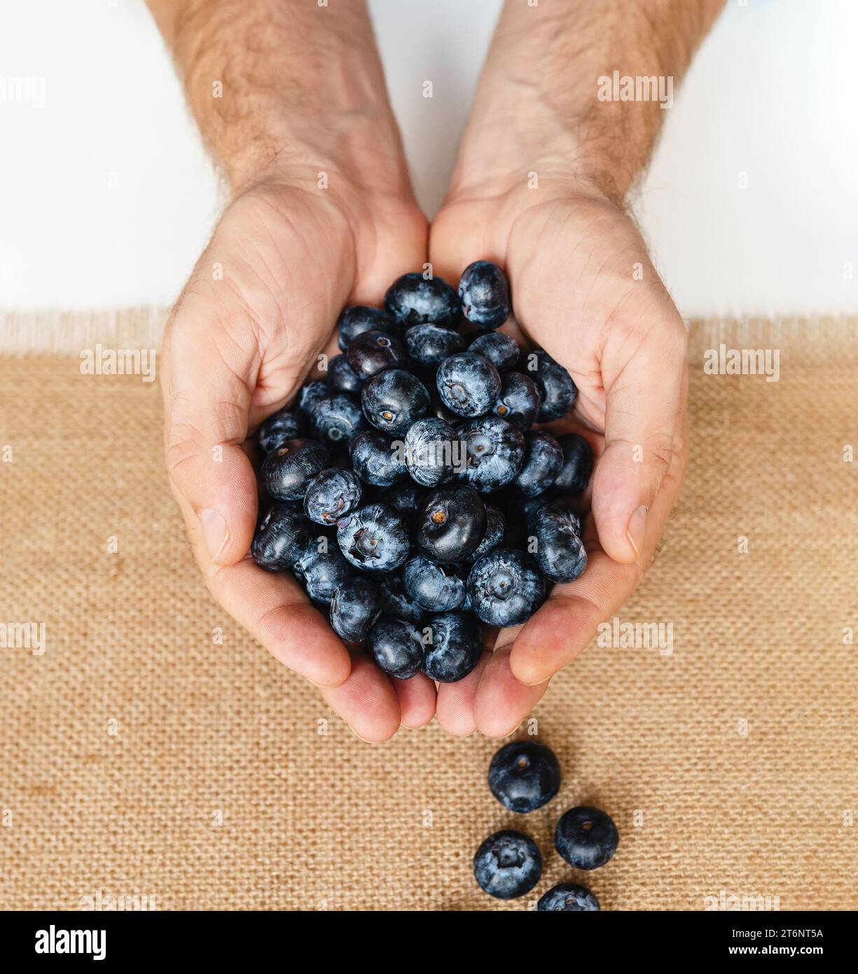 Vue de dessus des bleuets dans les mains mâles. Banque D'Images