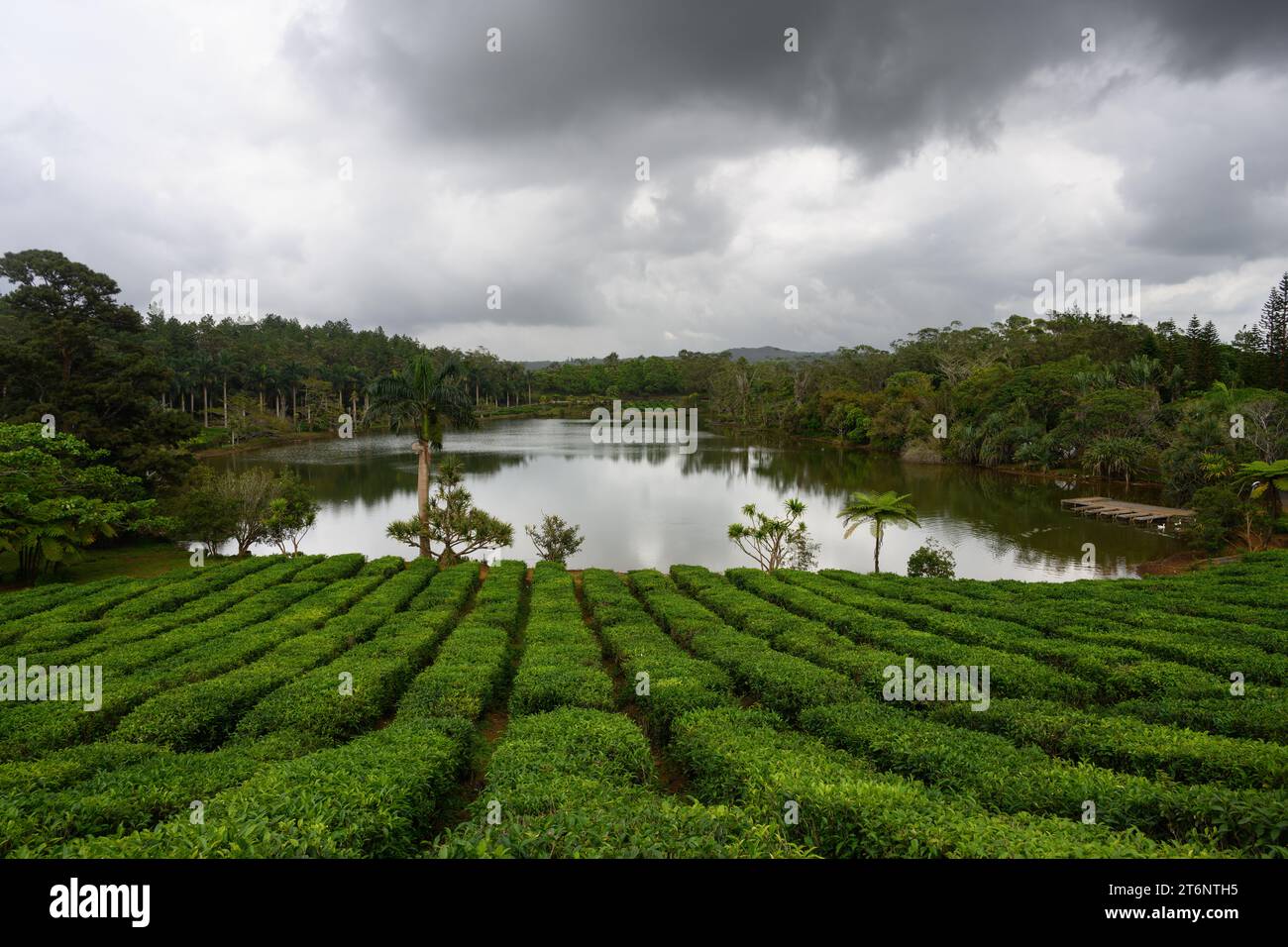 Plantation de thé et lac à Bois Cheri, Maurice avec des arbustes et des buissons Banque D'Images