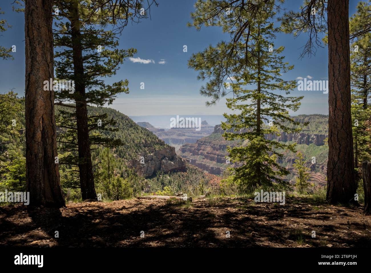 Aperçu du Grand Canyon sur le sentier jusqu'à Widforss point Banque D'Images