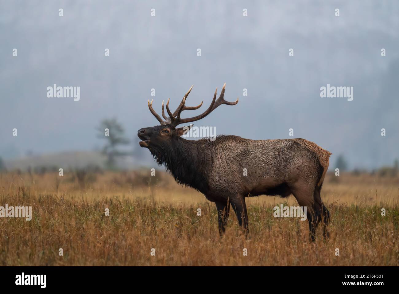 Wapitis pendant la saison automnale de l'orniquet dans le parc national des Lacs-Waterton, Alberta, Canada. Banque D'Images