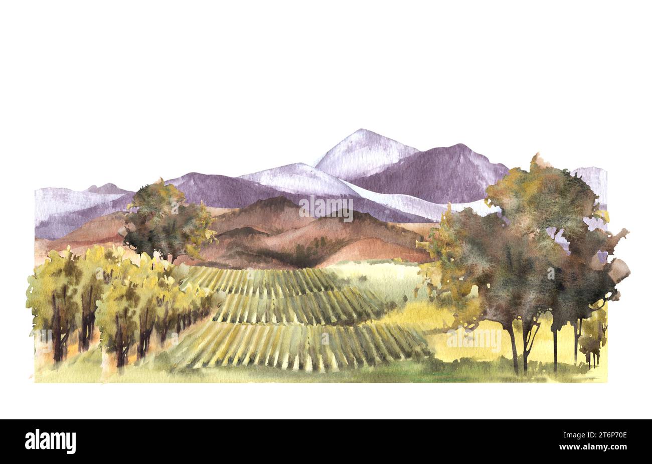 Paysage aquarelle avec champs de raisin, vignes, buissons, arbres, plante de raisin. collines et montagnes. Paysage rural, ferme viticole. Dessin à la main Banque D'Images