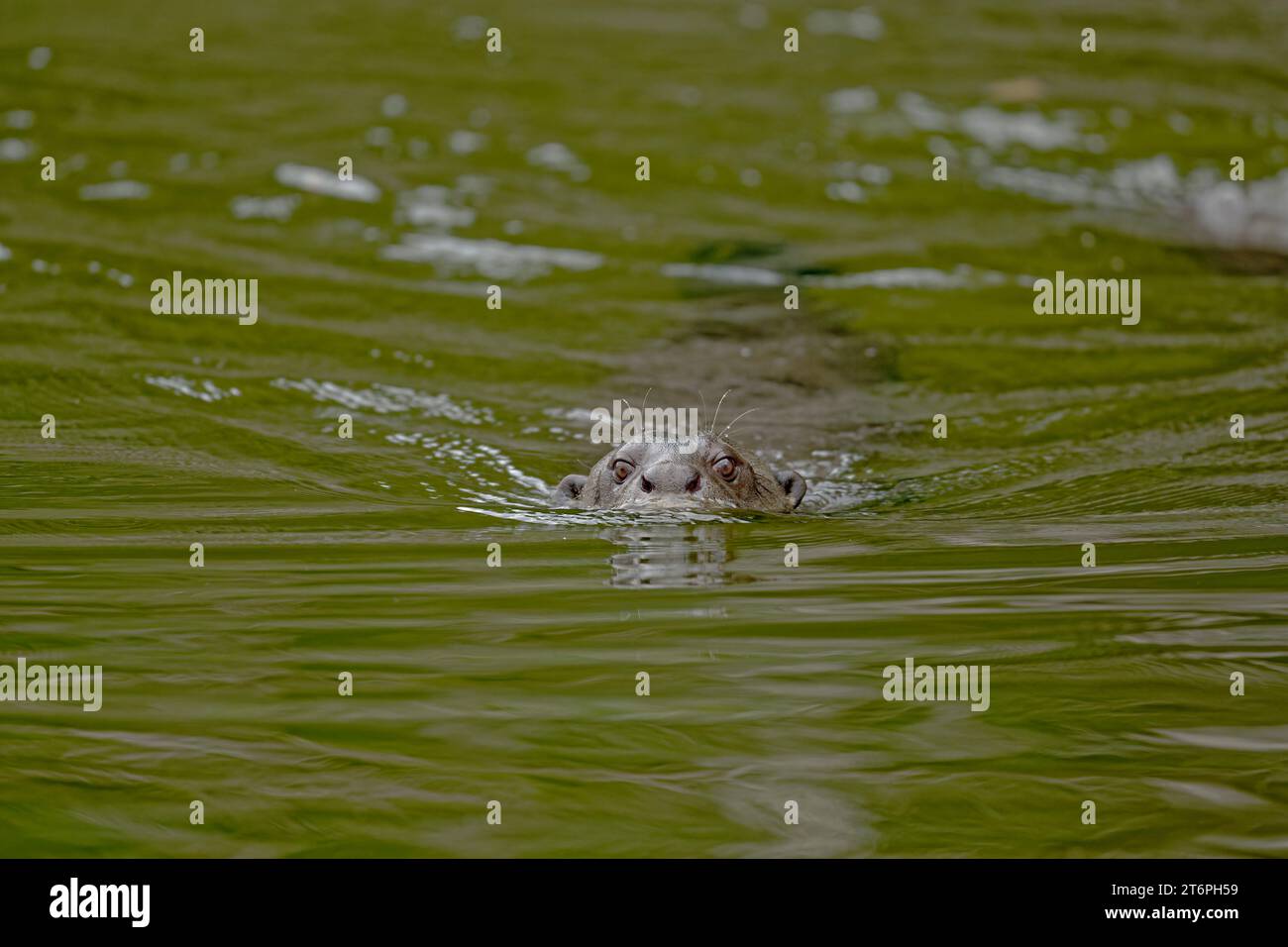 Loutre géante, Parc National del Manu, Madre de Dios, Pérou Banque D'Images