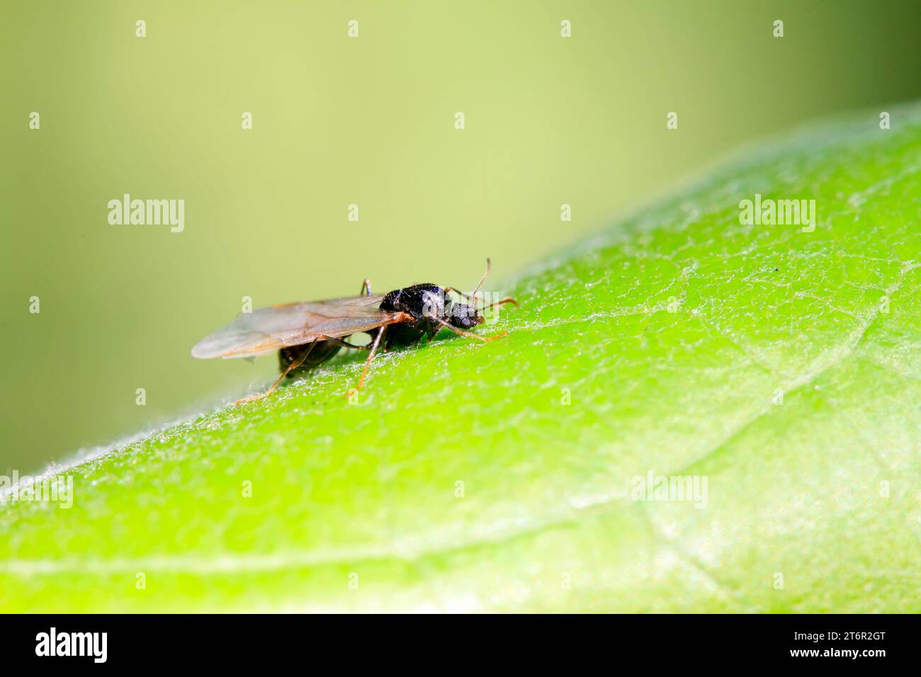 fourmis avec des ailes sur la feuille, gros plan de la photo Banque D'Images