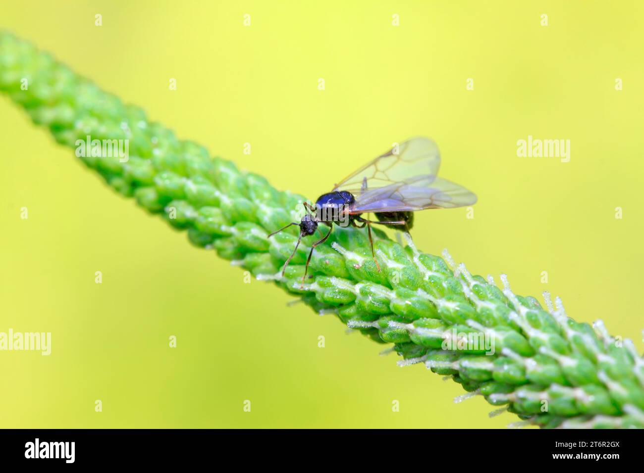 fourmis avec des ailes sur la feuille, gros plan de la photo Banque D'Images