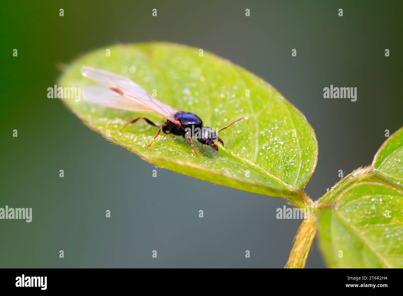 fourmis avec des ailes sur la feuille, gros plan de la photo Banque D'Images