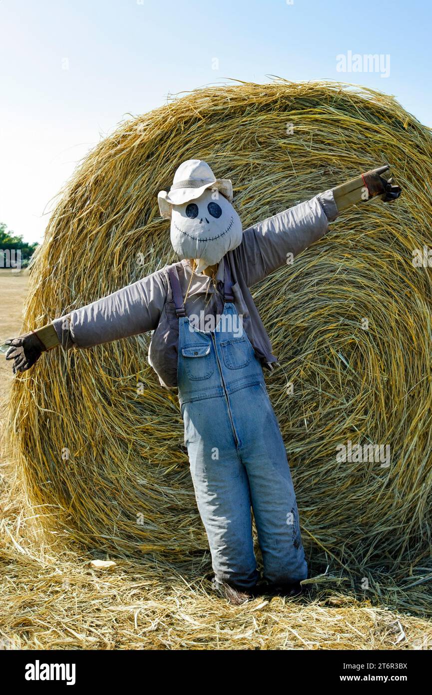 Un épouvantail debout devant une balle de foin roulé, protégeant le champ d'un agriculteur. Banque D'Images