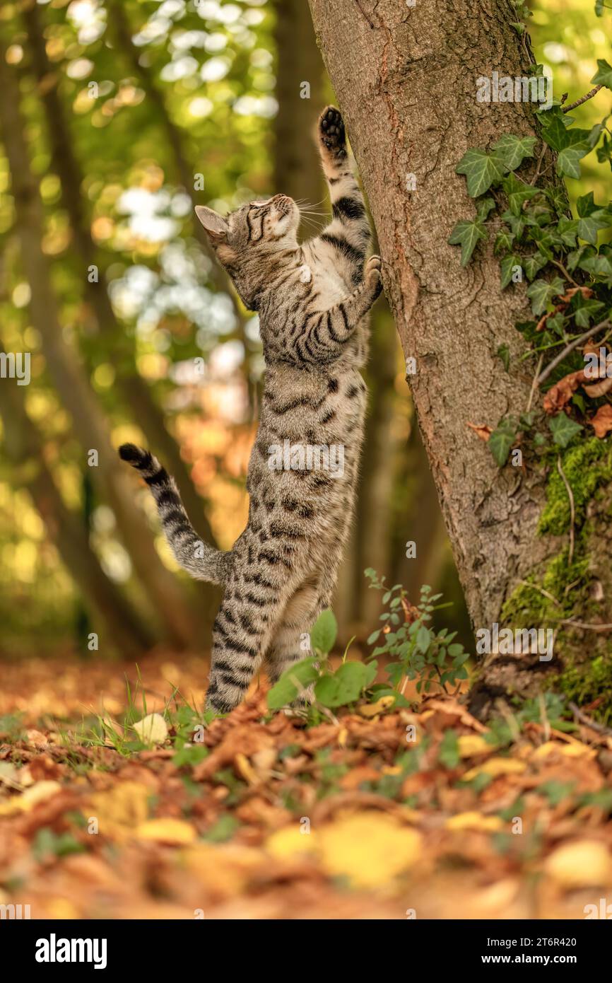 Un chat à rayures bengal mélange jouant et grimpant sur un arbre en automne en plein air Banque D'Images