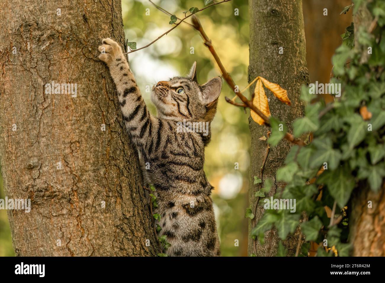 Un chat à rayures bengal mélange jouant et grimpant sur un arbre en automne en plein air Banque D'Images