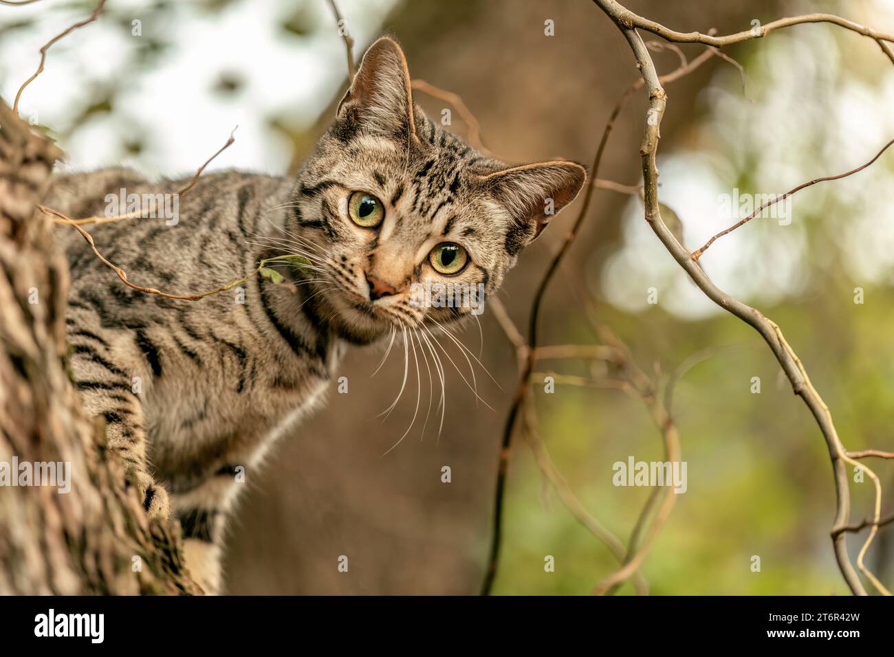 Un chat à rayures bengal mélange jouant et grimpant sur un arbre en automne en plein air Banque D'Images