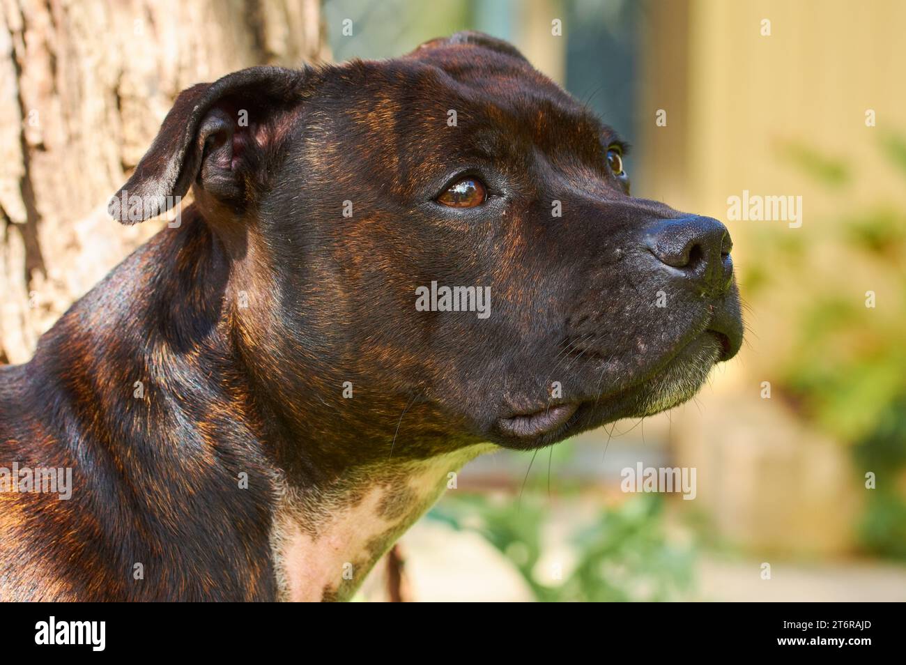 Portrait de tête d'une femme anglaise Staffordshire Bull Terrier avec coloration brincée. Banque D'Images