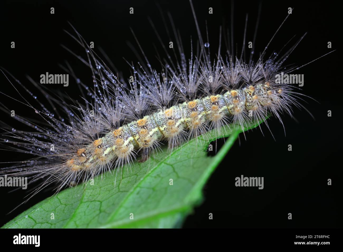 caterpillar est dans l'environnement naturel Banque D'Images