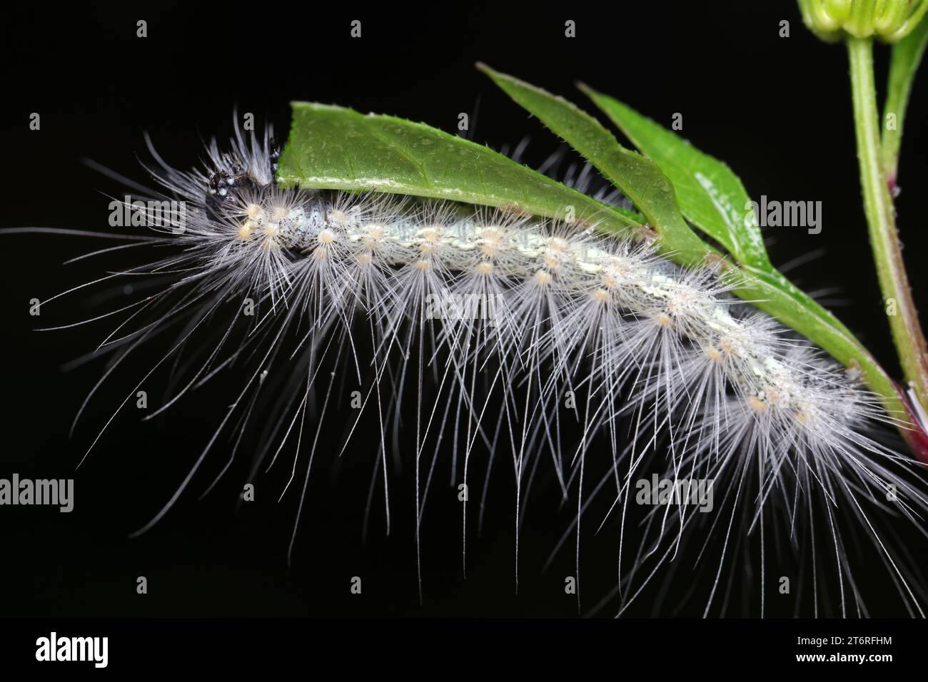 caterpillar est dans l'environnement naturel Banque D'Images