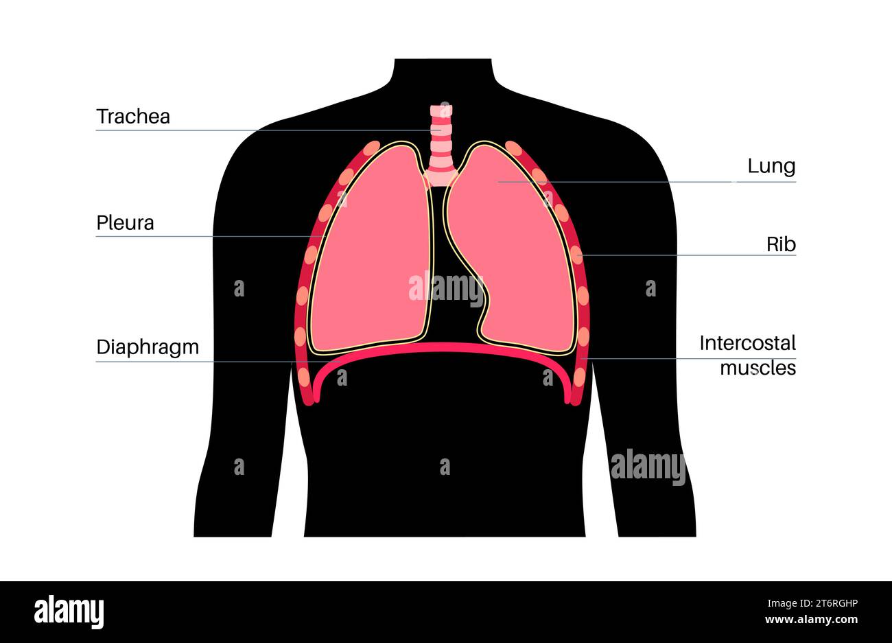 Anatomie du système respiratoire, illustration Banque D'Images