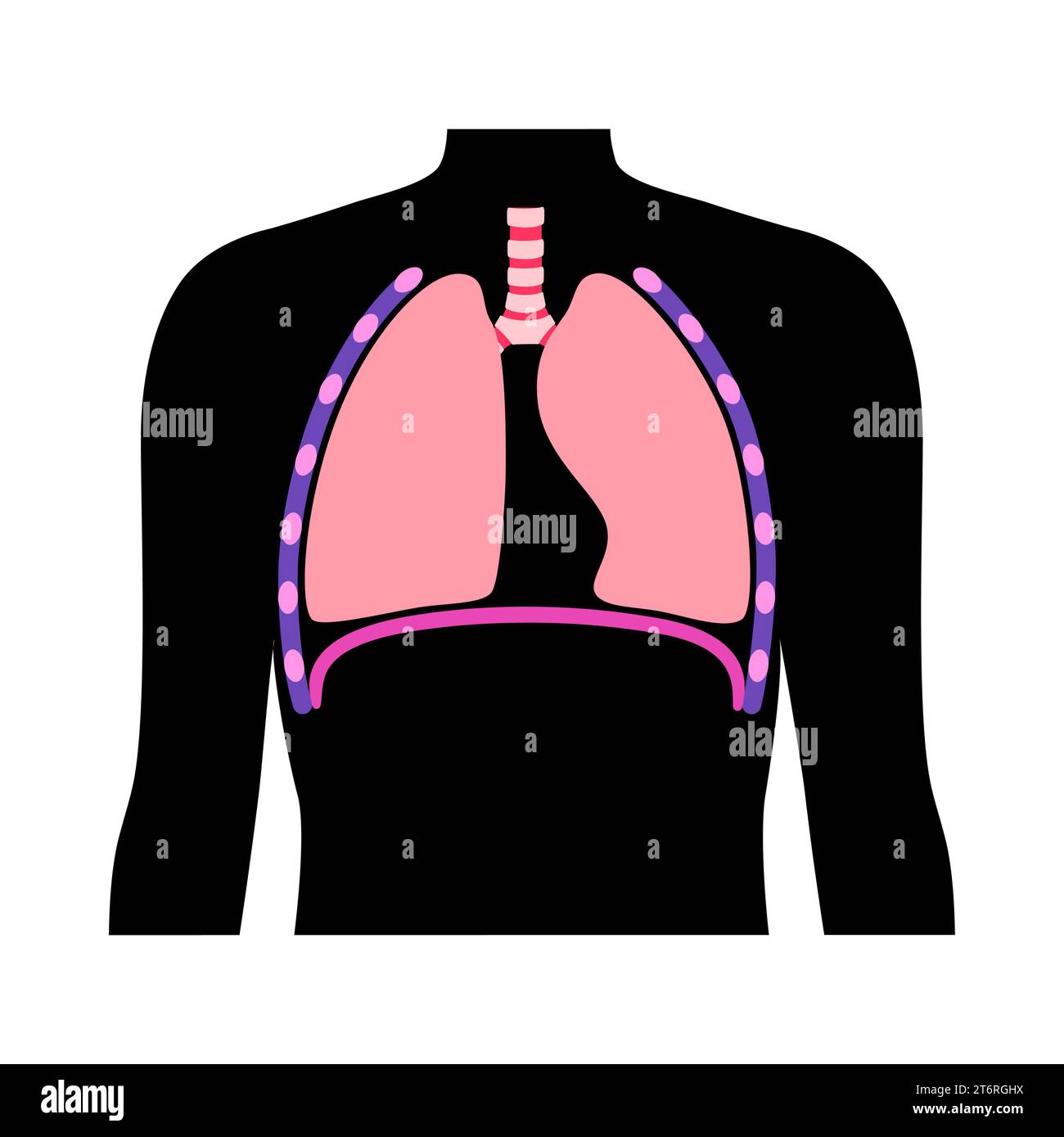 Anatomie du diaphragme, illustration Banque D'Images