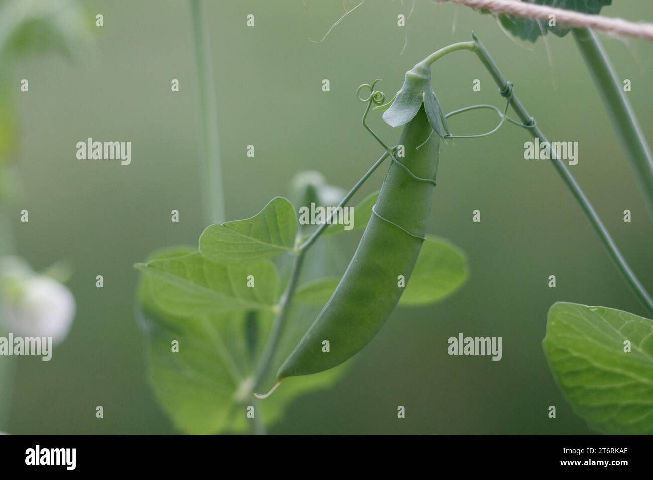 Un petit pois sur la vigne avec une autre vigne qui l'entoure sur un fond vert. Banque D'Images