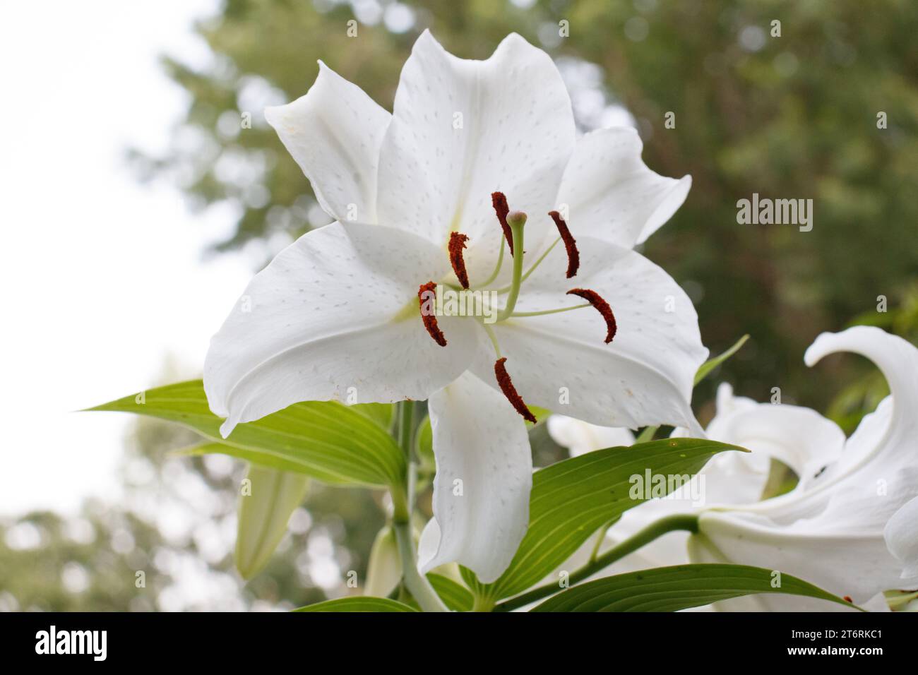 Gros plan d'un lys casa blanca blanc avec des arbres flous en arrière-plan Banque D'Images