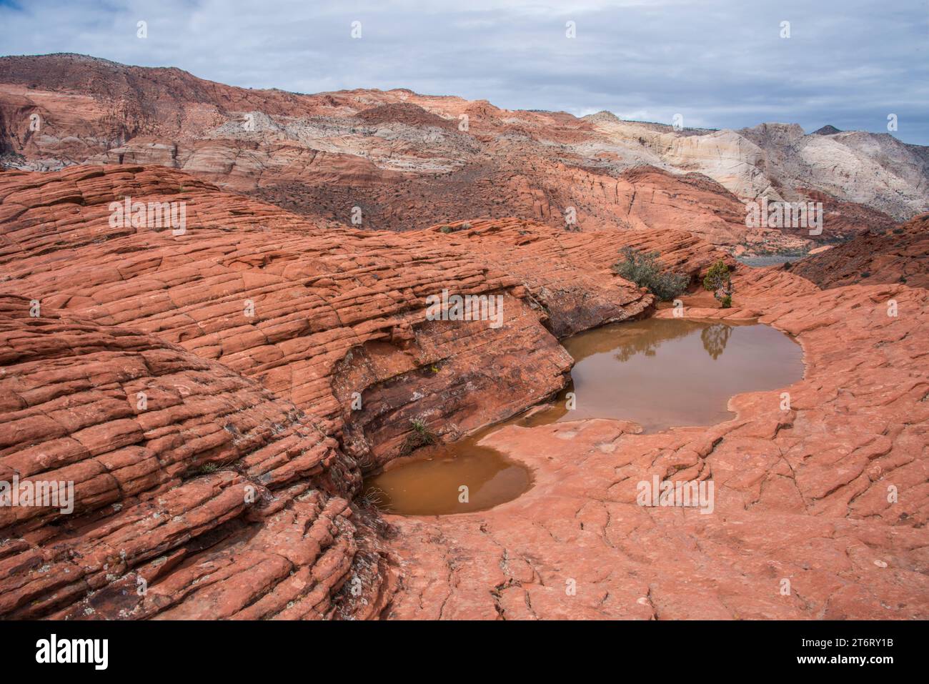 Oasis d'eau de paysage pittoresque dans navajo Sandstone Snow canyon State Park sur le bord du désert de mojave dans la réserve désertique de falaises rouges, St george Banque D'Images