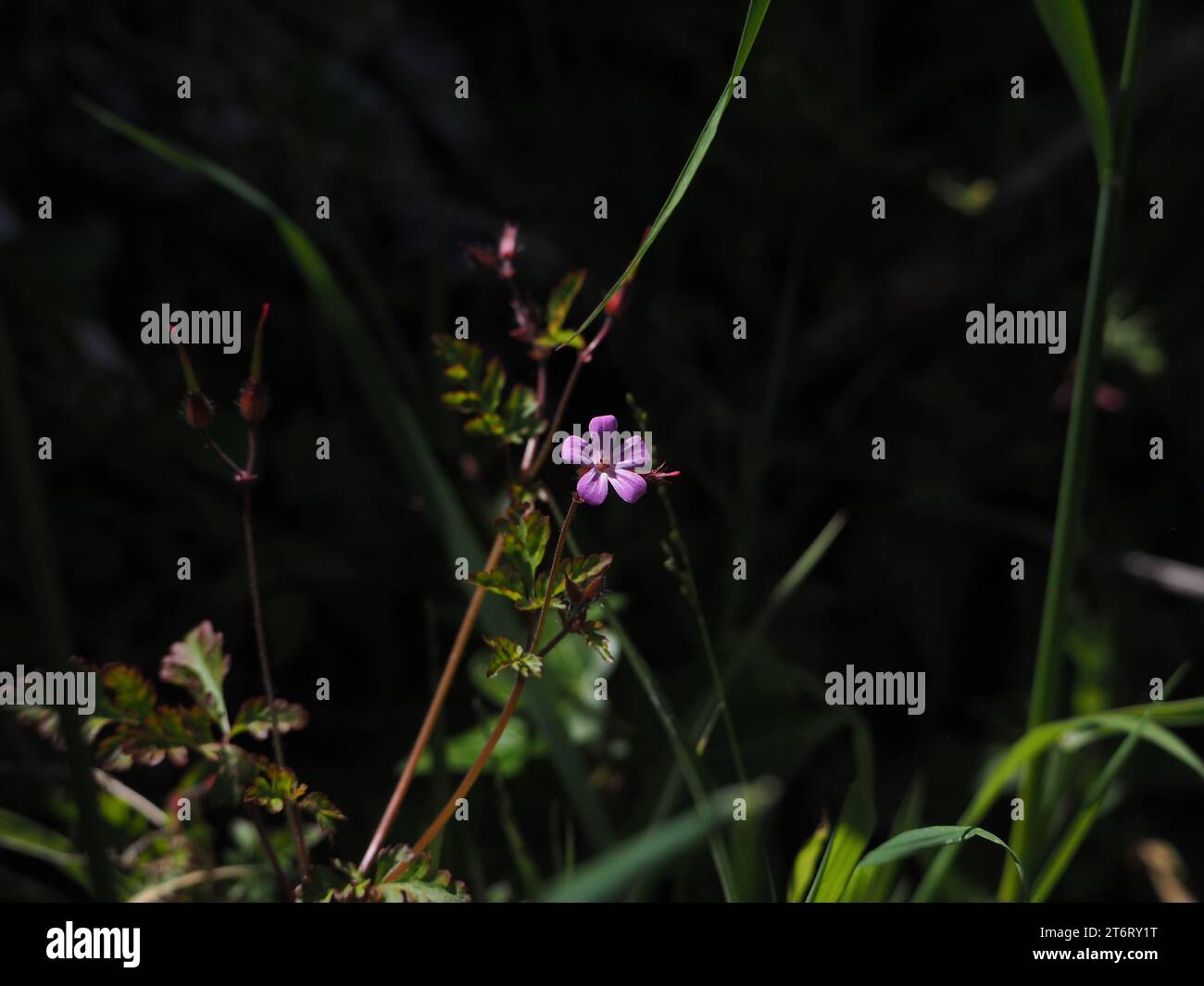 Gros plan Herb-Robert (Geranium robertianum L.) Banque D'Images