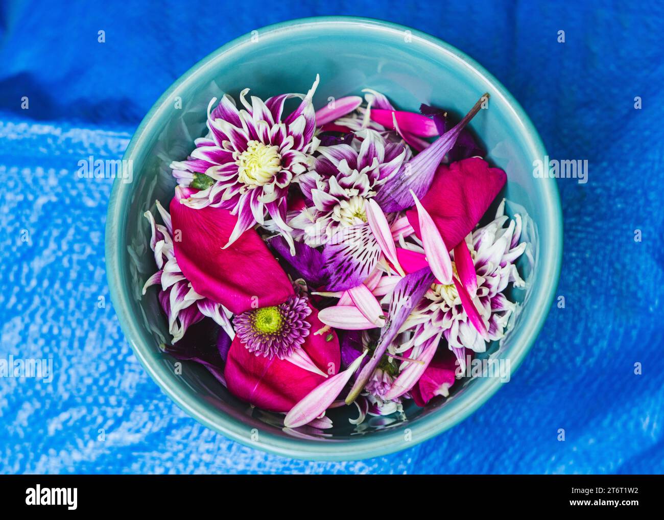Fleurs et pétales roses et violets dans un bol en céramique turquoise reposant sur un fond bleu texturé. Banque D'Images