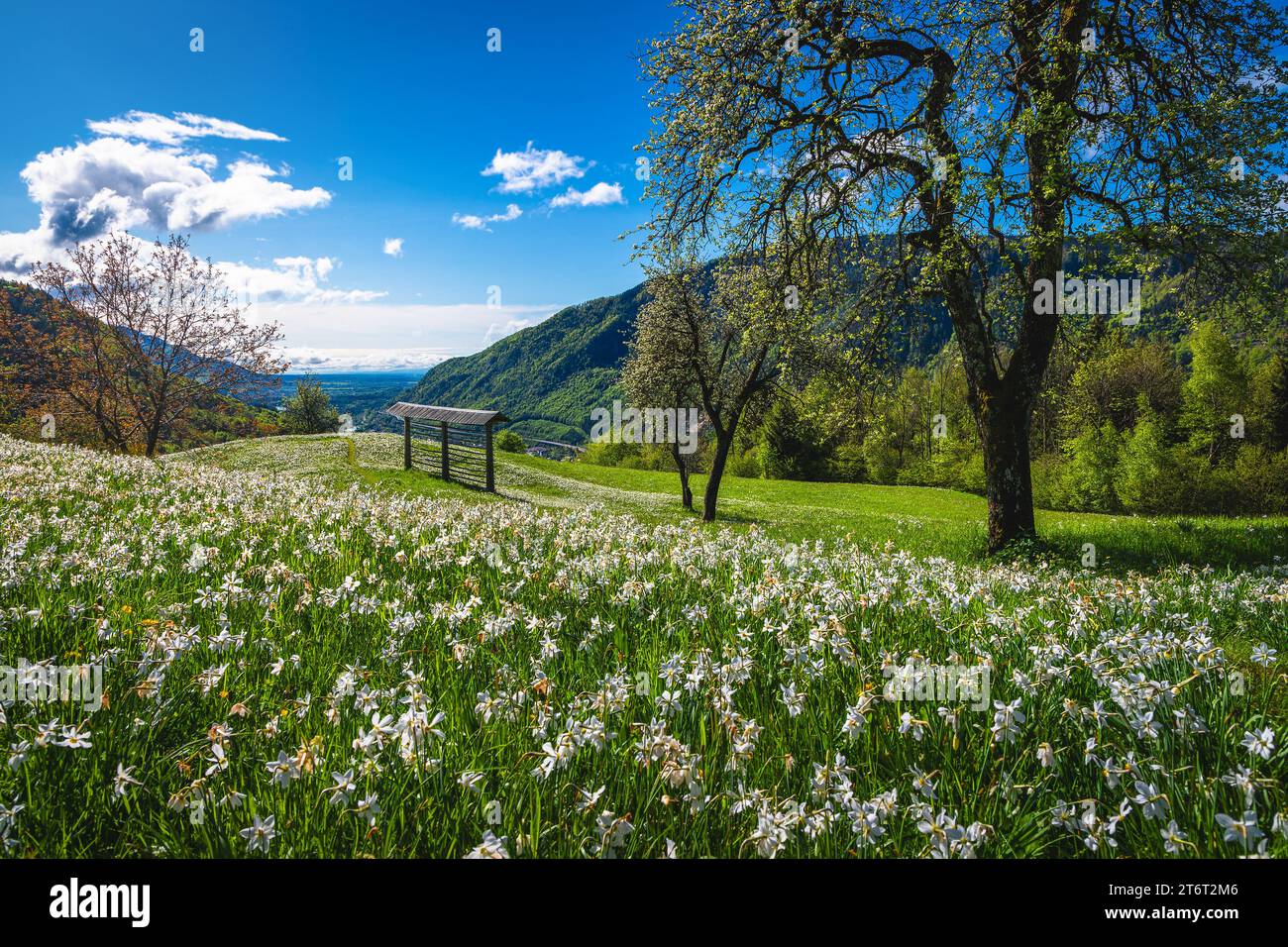 Belles collines fleuries avec jonquilles blanches fleuries et râtelier à foin en bois sur la pente, collines de Golica, Jesenice, slovénie, Europe Banque D'Images