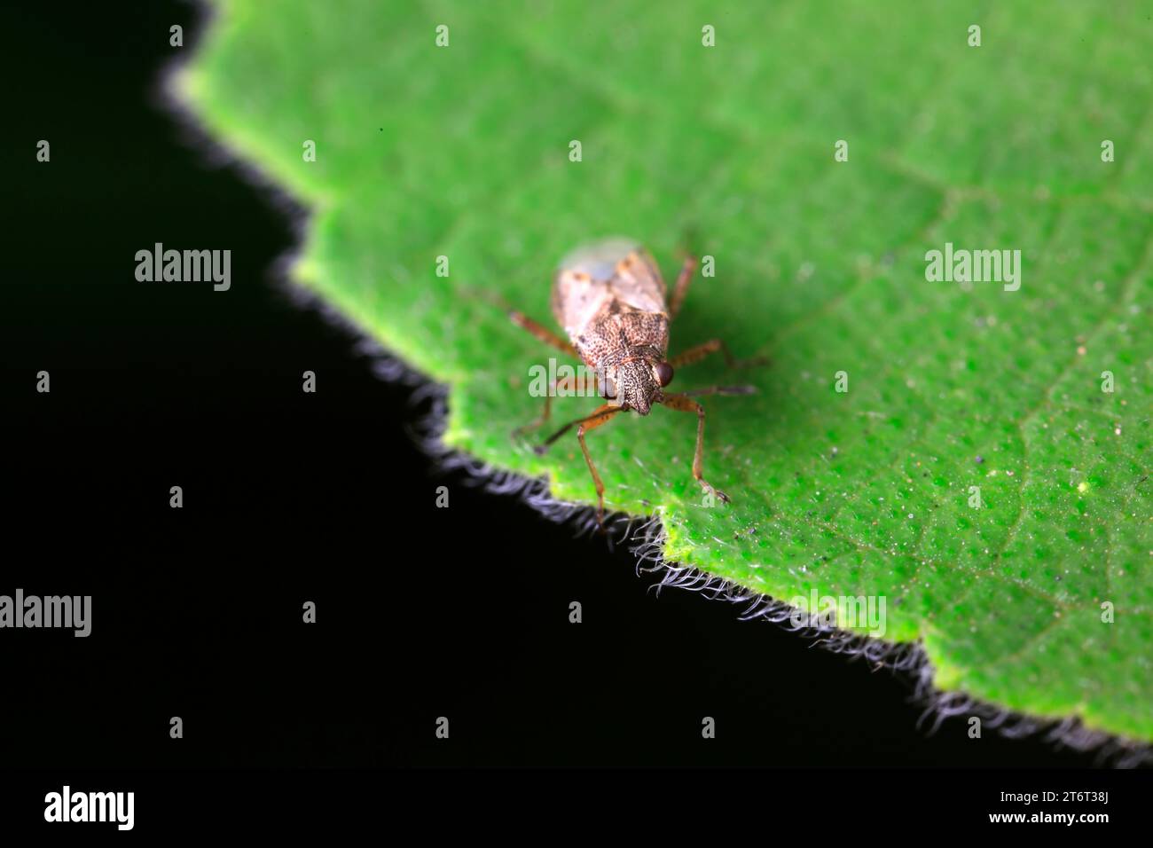 La truelle habite les plantes sauvages dans le nord de la Chine Banque D'Images