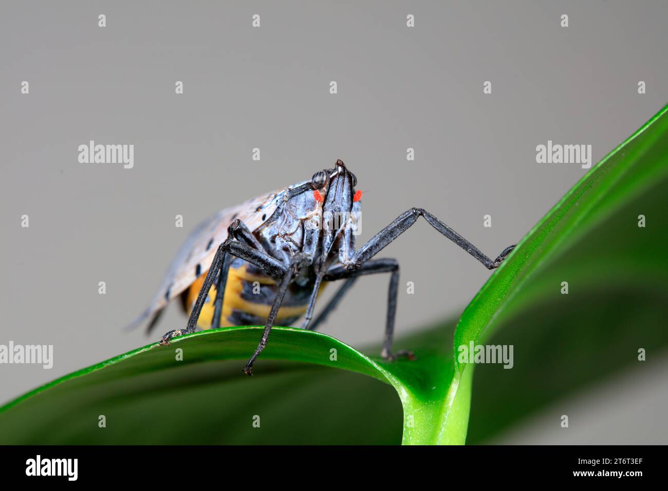 Cigales de cire dans la nature Banque D'Images