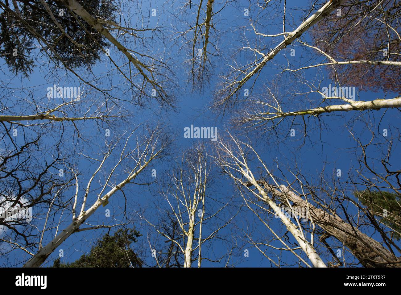 Image wideangle regardant vers le haut à travers les arbres de bouleau argenté [Betula pendula ] contre le ciel bleu Banque D'Images