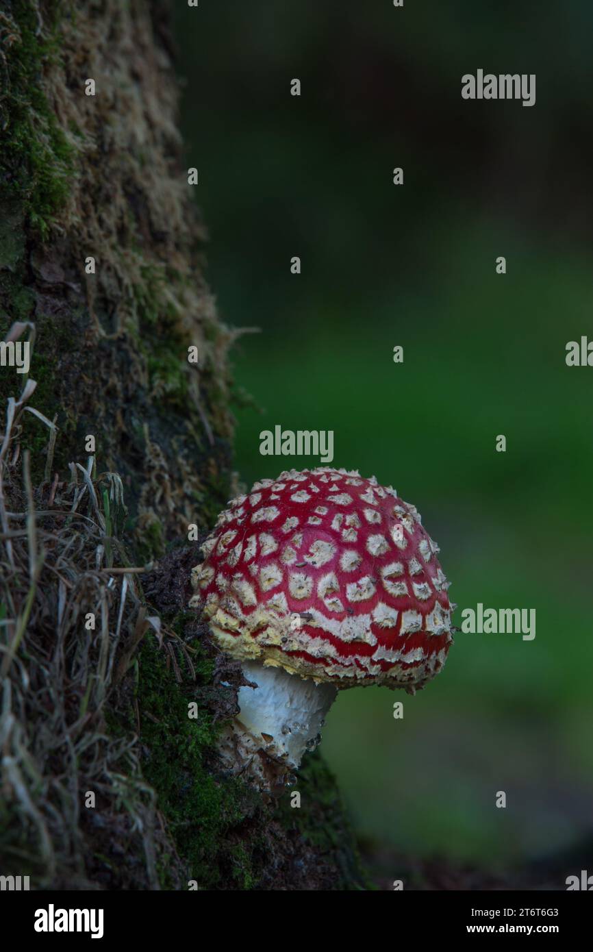 Mouche champignon agarique [Amanita muscaria] à la base d'un arbre Banque D'Images