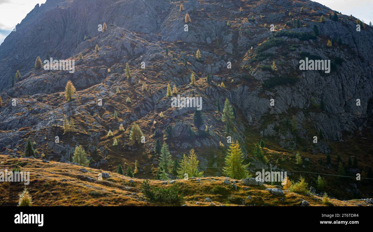 Vue panoramique des mélèzes dorés isolés sur une montagne rocheuse dans les montagnes Dolomites d'Italie. Banque D'Images