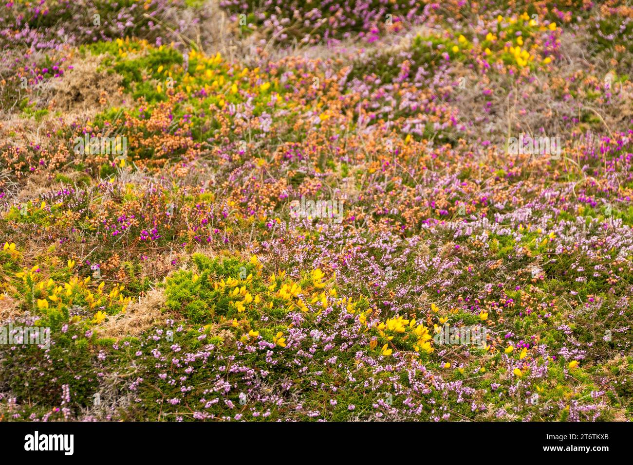 Les plantes colorées de fleurs sauvages fleurissent en été sur le sentier côtier près de St Davids dans le Pembrokeshire dans le sud du pays de Galles au Royaume-Uni Banque D'Images