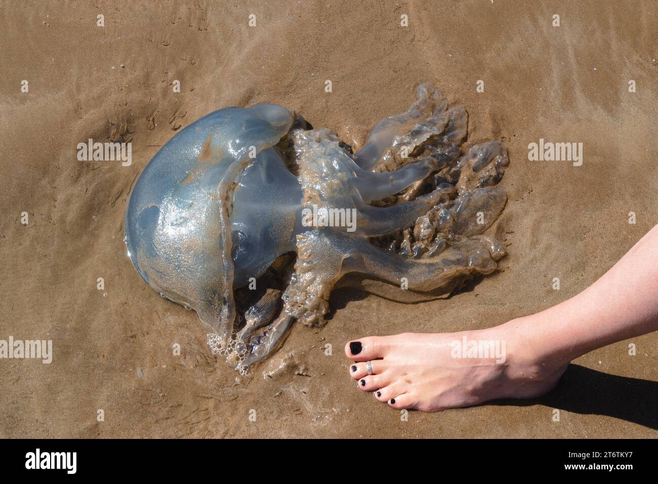Une femme pieds nus avec des ongles de pied noirs se tient près d'une grande méduse bleue sur la plage de Llangenith sur la péninsule de Gower dans le sud du pays de Galles au Royaume-Uni Banque D'Images