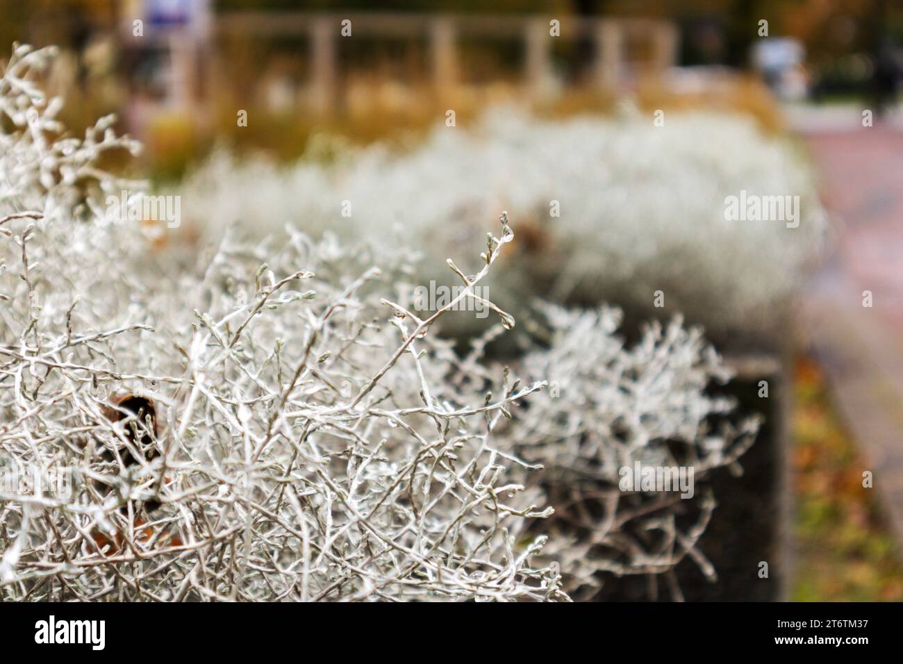 Un buisson lumineux de petites branches comme élément décoratif de rue dans une boîte à fleurs Banque D'Images
