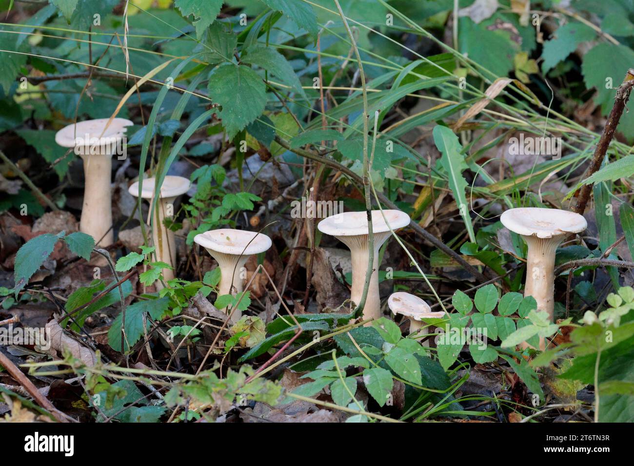 Champignons blancs grandes tiges effilées épaisses petit chapeau renversé plusieurs champignons dans une rangée de tabourets ou champignons montrant des branchies sur le bord des chapeaux sur les bois Banque D'Images