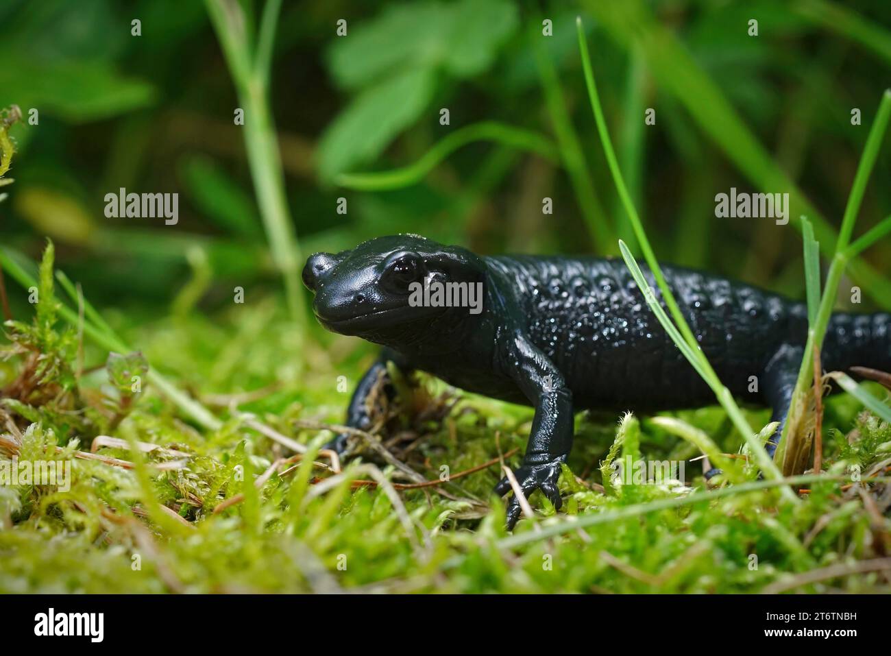 Gros plan naturel sur la salamandre alpine noir charbon, Salamandra atra culminant à travers l'herbe Banque D'Images