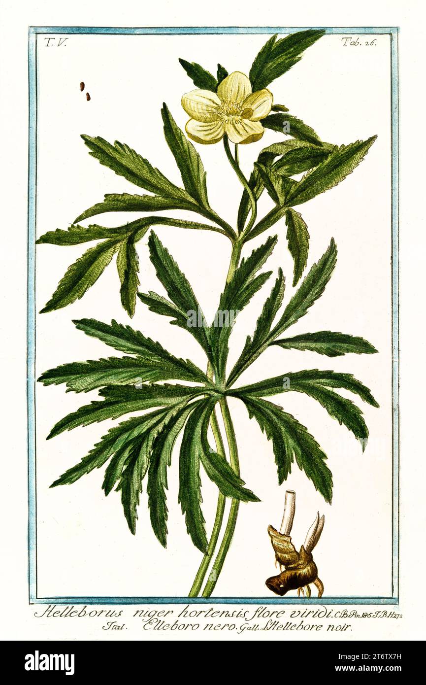 Ancienne illustration de l'hellebore vert (Helleborus viridis). Par G. Bonelli sur Hortus Romanus, publ. N. Martelli, Rome, 1772 – 93 Banque D'Images