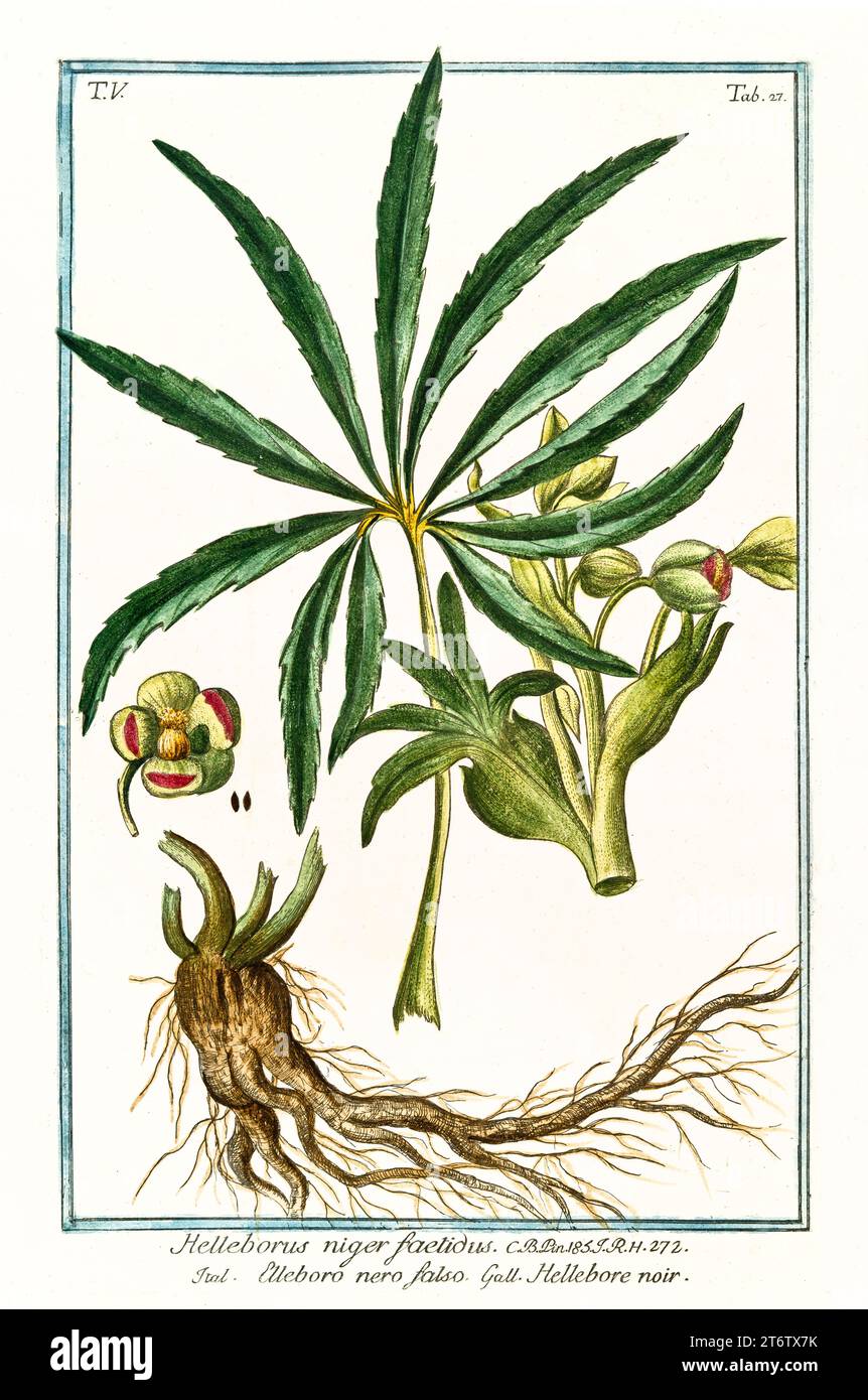 Illustration ancienne de l'hellebore noir (Helleborus niger). Par G. Bonelli sur Hortus Romanus, publ. N. Martelli, Rome, 1772 – 93 Banque D'Images