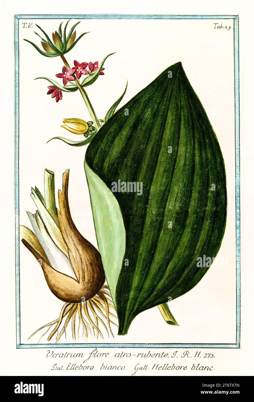 Ancienne illustration du faux hellébore (Veratrum nigrum). Par G. Bonelli sur Hortus Romanus, publ. N. Martelli, Rome, 1772 – 93 Banque D'Images