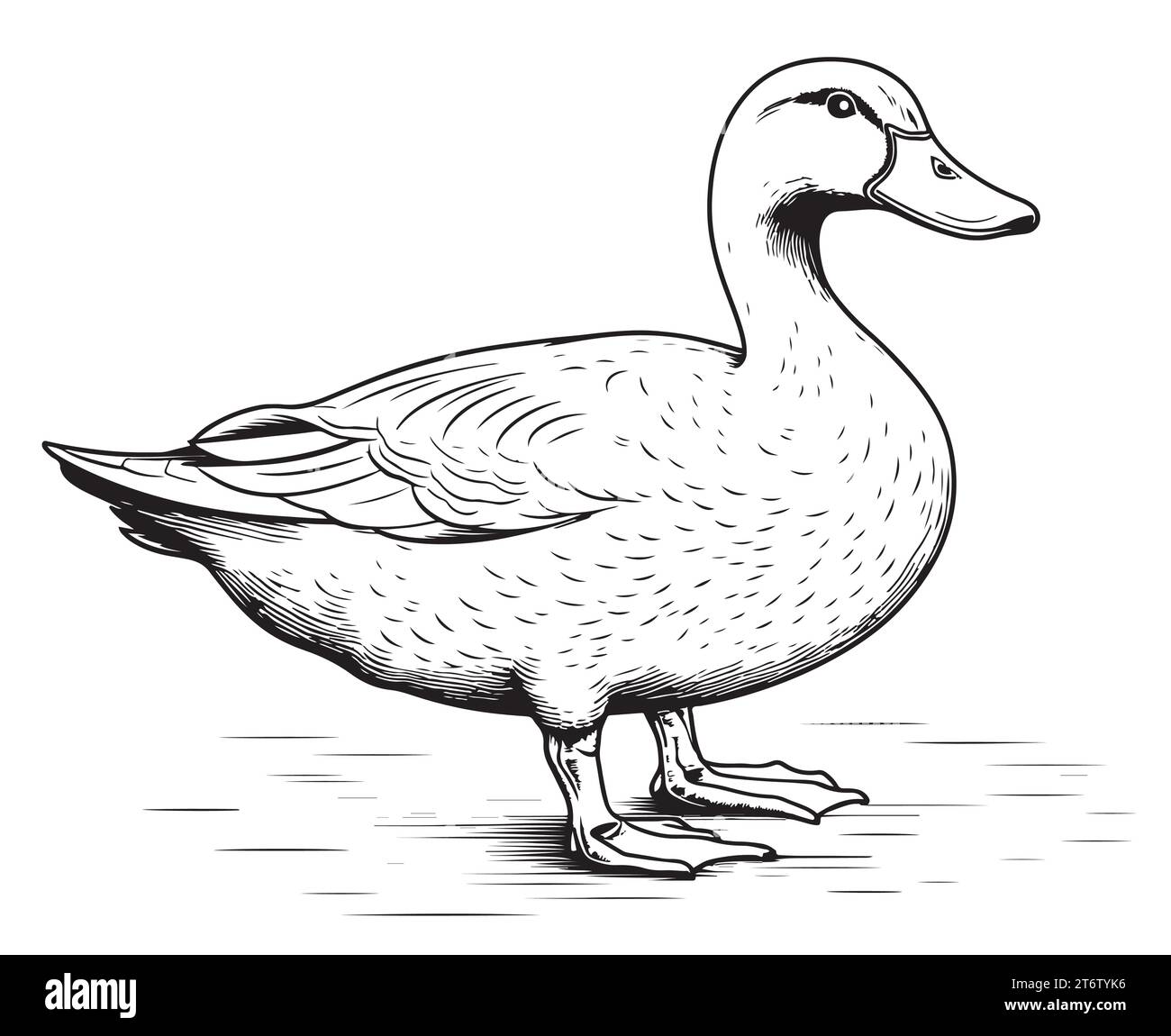 Mignon Duck debout croquis dessin vectoriel dessiné à la main chasse aux oiseaux Illustration de Vecteur
